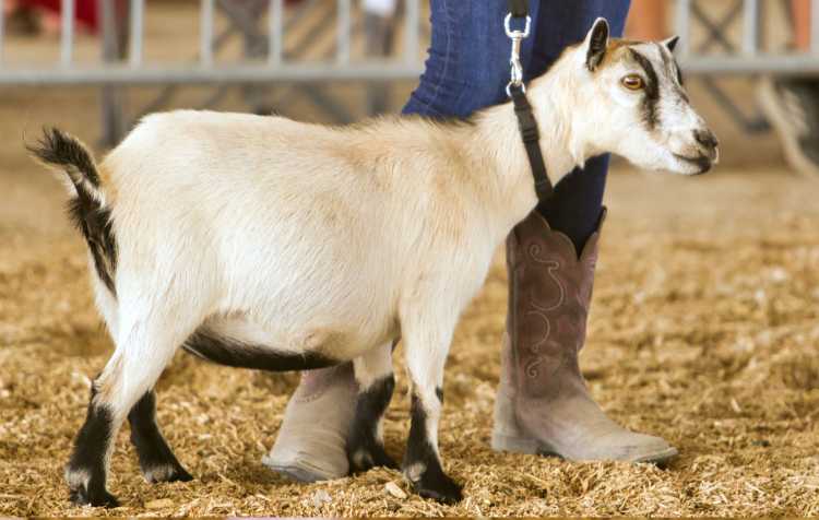 Photo 2 of 109th Washington County Free Fair.