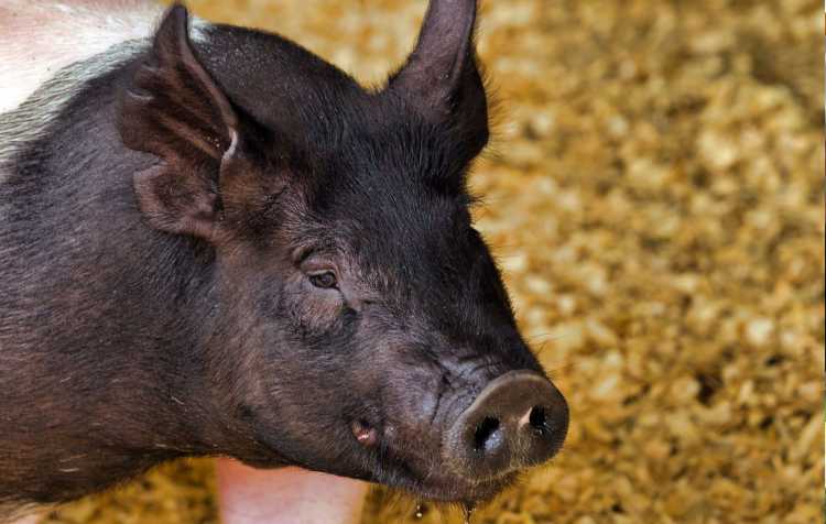 Photo 3 of 109th Washington County Free Fair.