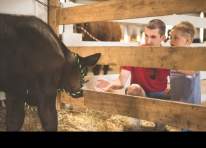 Image representing the 111th Annual Washington County Free Fair (see details for schedule) event