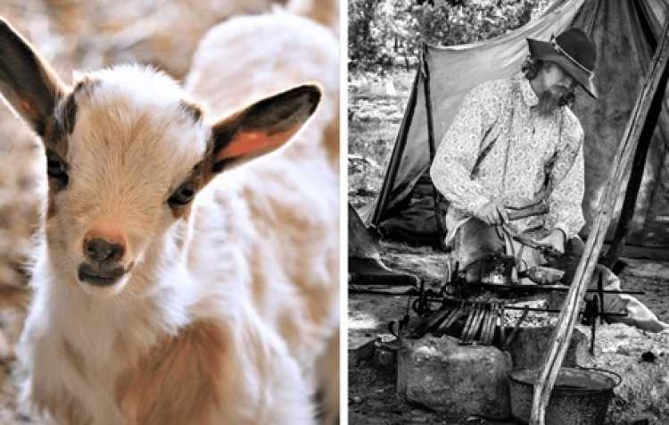 Photo 1 of Animal Barn & Living History Camp Opening.