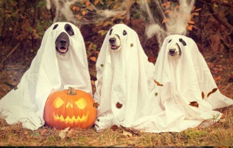 Photo 1 of Bark-lesville Haunted Howl-O-Ween party for Dogs.