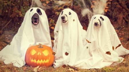 Photo of Bark-lesville Haunted Howl-O-Ween party for Dogs.
