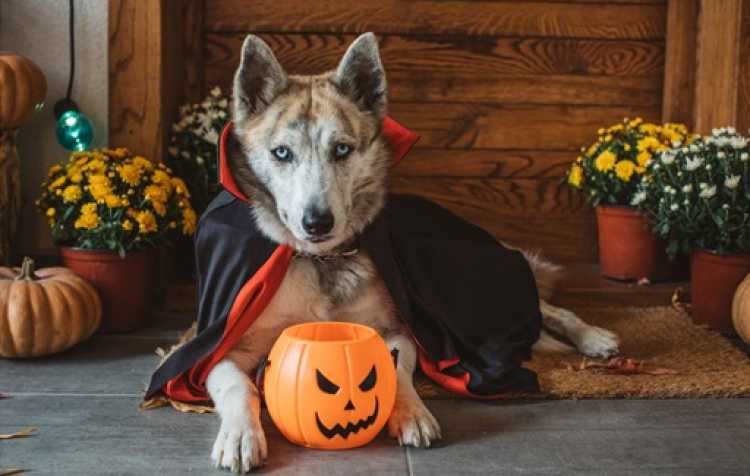 Photo 2 of Bark-lesville Haunted Howl-O-Ween party for Dogs.
