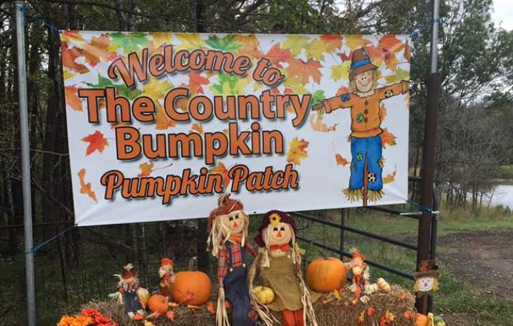 Photo 1 of Country Bumpkin Pumpkin Patch & More (click here for days & hours).