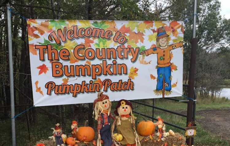 Photo 1 of Country Bumpkin Pumpkin Patch & More (click here for days & hours).