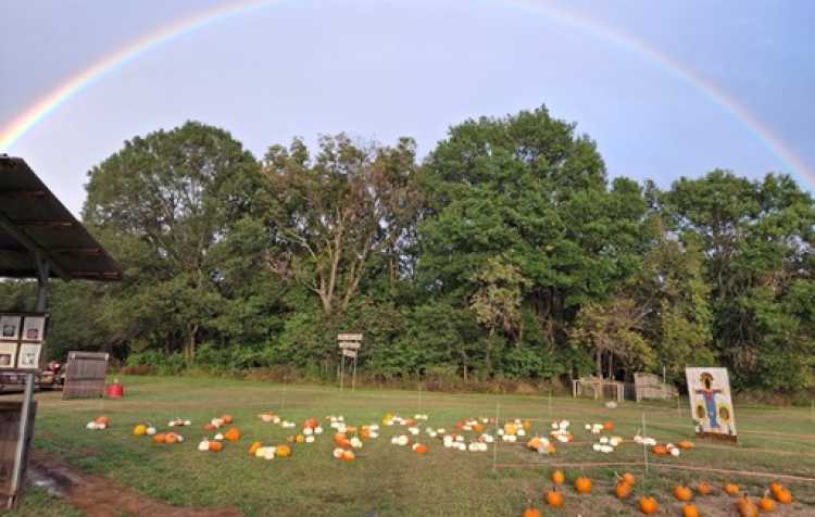 Photo 3 of Country Bumpkin Pumpkin Patch & More (click here for days & hours).