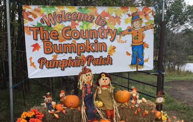 Photo 1 of Country Bumpkin Pumpkin Patch (see details for times).
