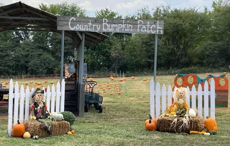 Photo 3 of Country Bumpkin Pumpkin Patch (see details for times).