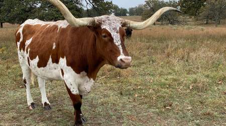 Photo of Cow Thieves & Outlaws Reunion at Woolaroc (click for info.).