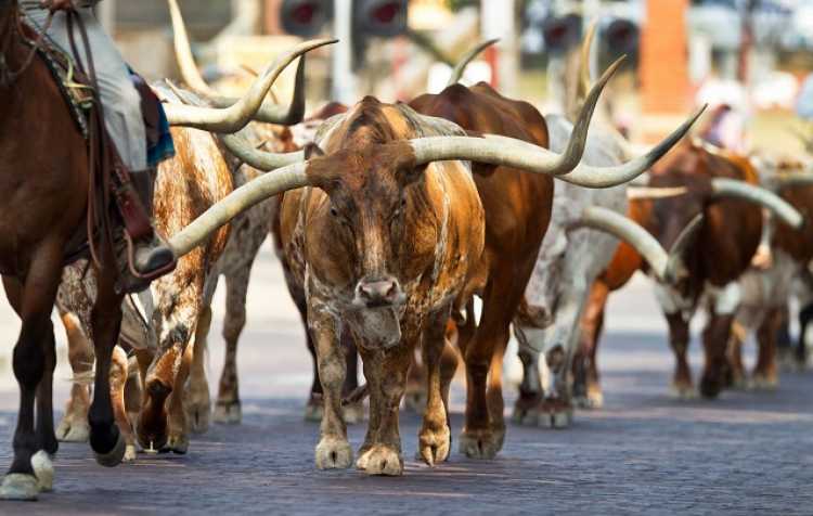 Photo 1 of Dewey Western Heritage Day.