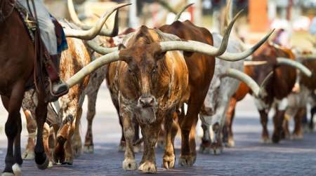 Photo of Dewey Western Heritage Day.