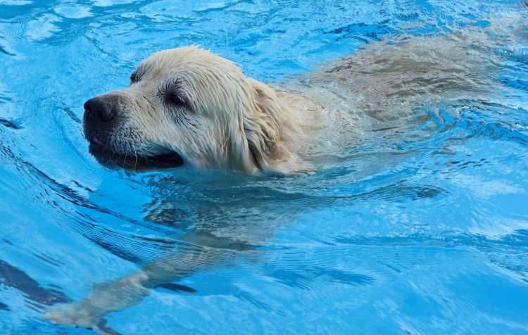Photo 1 of Dog Days of Summer, Swim Party for Dogs.
