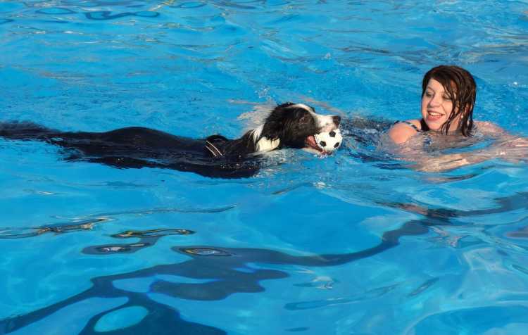 Photo 2 of Dog Days of Summer, Swim Party for Dogs.