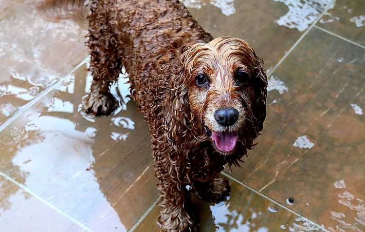 Photo 3 of Dog Days of Summer, Swim Party for Dogs.