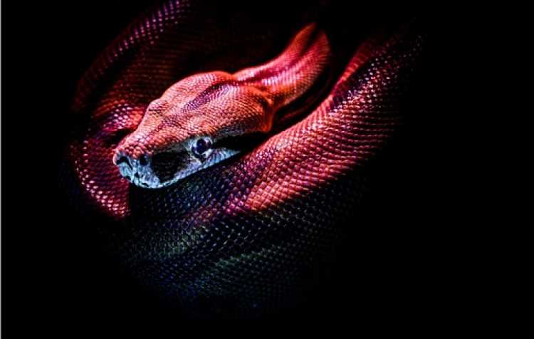 Photo 1 of Green Country Reptile and Exotics Expo.
