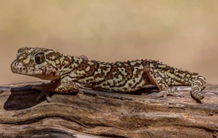 Photo 2 of Green Country Reptile and Exotics Expo.