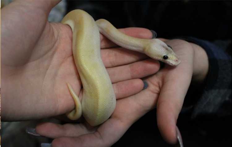 Photo 3 of Green Country Reptile and Exotics Expo.