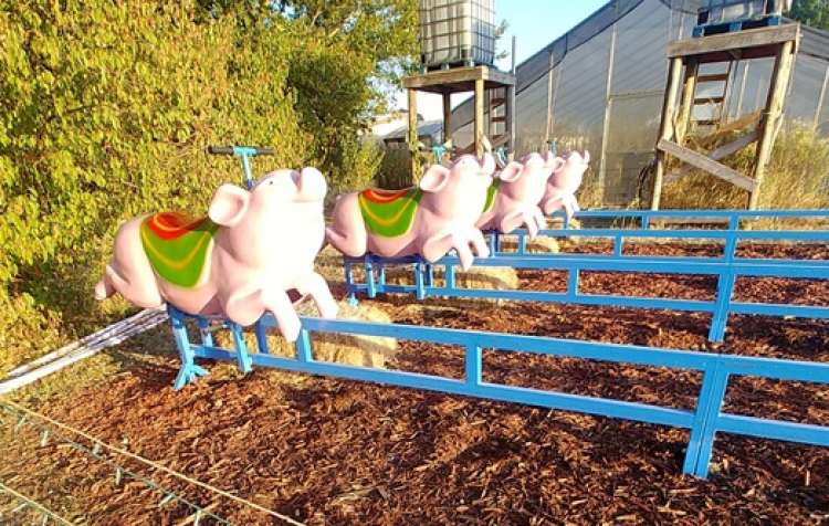 Photo 3 of Oklahoma Heritage Farm Festival & Pumpkin Patch (click here for days & hours).