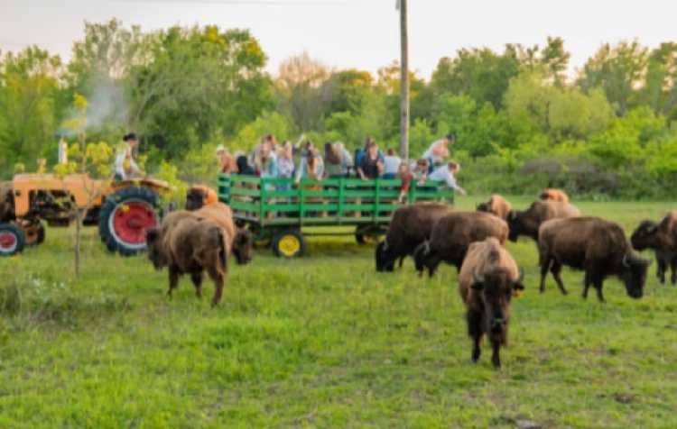Photo 2 of Old West Buffalo Days.
