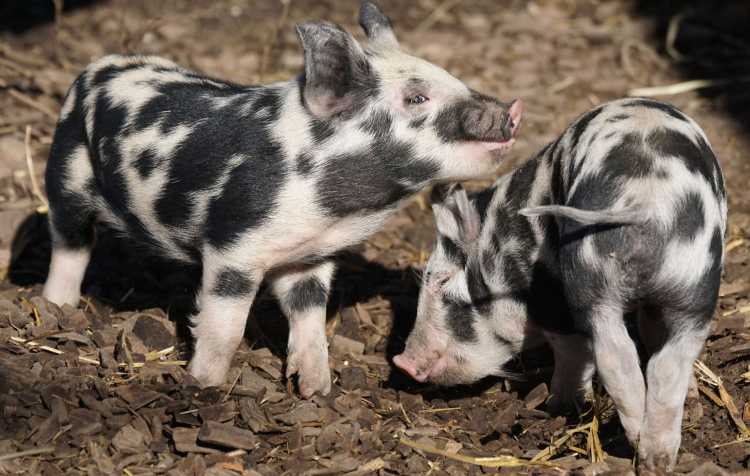 Photo 1 of Washington County Free Fair (click for details).