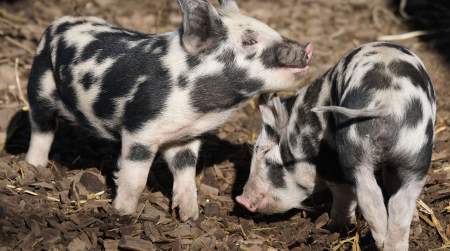 Photo of Washington County Free Fair (click for details).