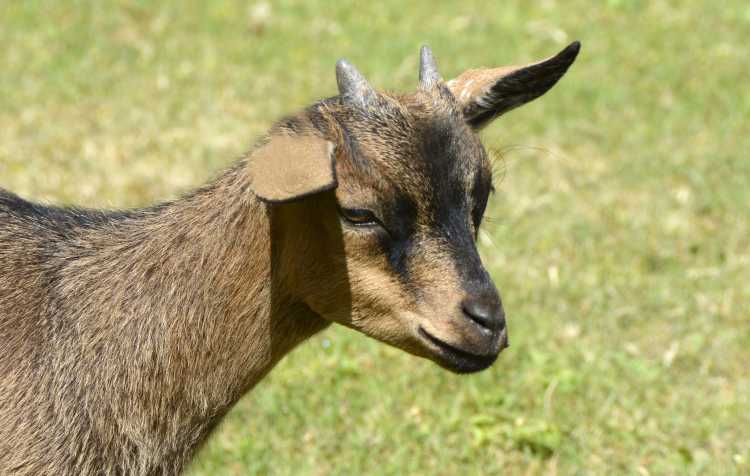 Photo 3 of Washington County Free Fair (click for details).