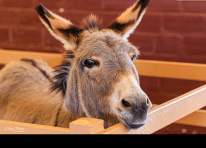 Image representing the Woolaroc Animal Barn Open (click for dates and hours) event