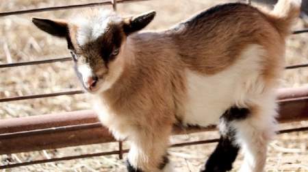 Photo of Woolaroc Animal Barn.