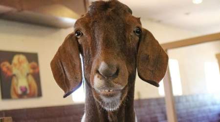 Photo of Woolaroc Animal Barn.