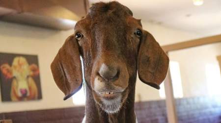 Photo of Woolaroc Animal Barn.