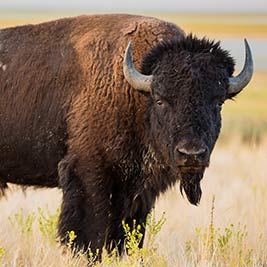 Buffalo encounter at Woolaroc Museum & Wildlife Preserve