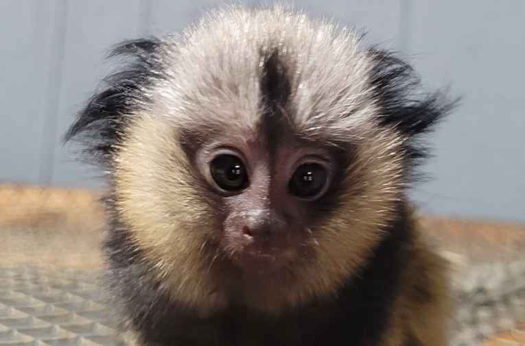 Safari Zoological Park (Caney, KS) Explore Bartlesville, OK