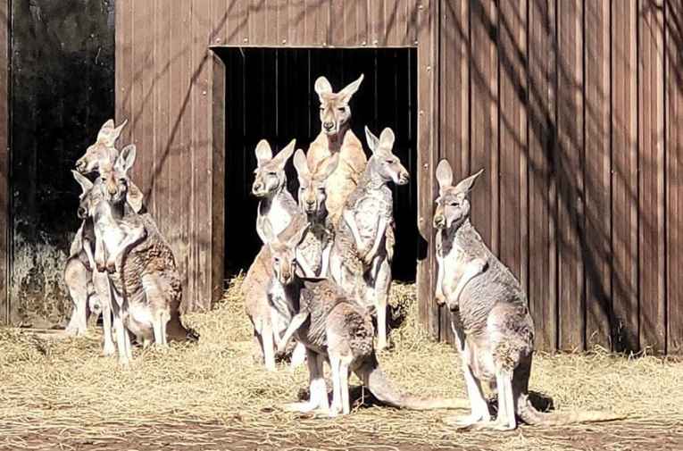 Safari Zoological Park (Caney, KS) Explore Bartlesville, OK