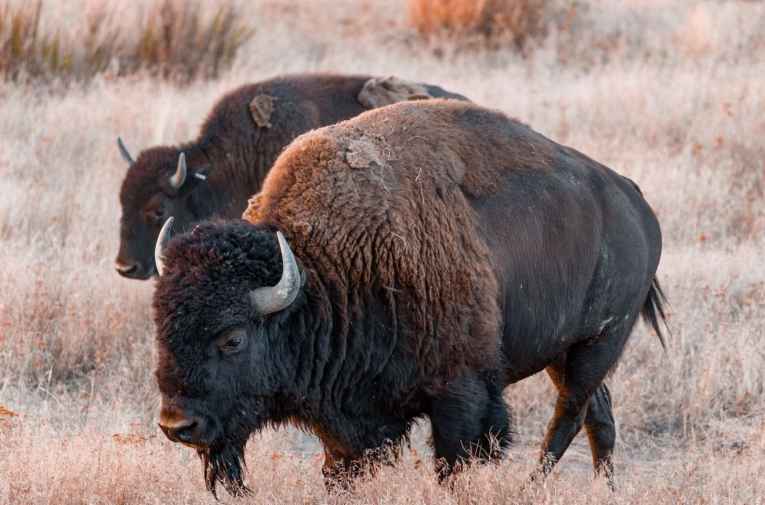 Tallgrass Prairie Preserve (Pawhuska, OK) Explore Bartlesville, OK