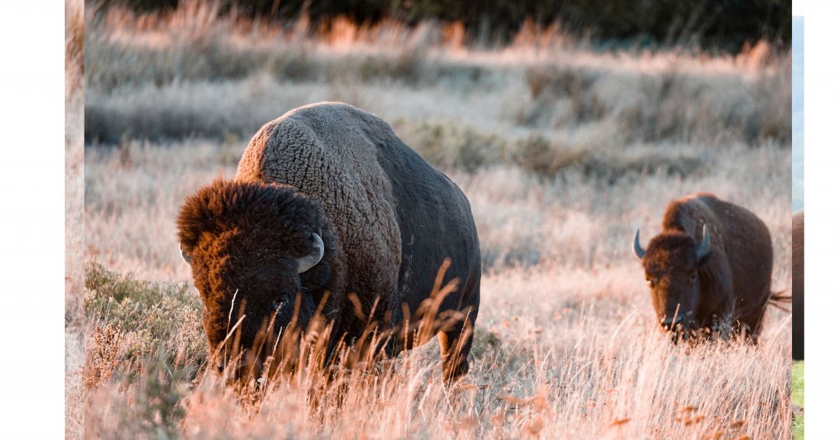 Tallgrass Prairie Preserve (Pawhuska, OK) Explore Bartlesville, OK