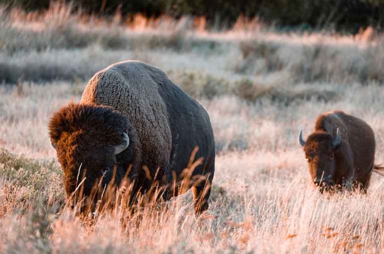 Tallgrass Prairie Preserve (Pawhuska, OK) Explore Bartlesville, OK